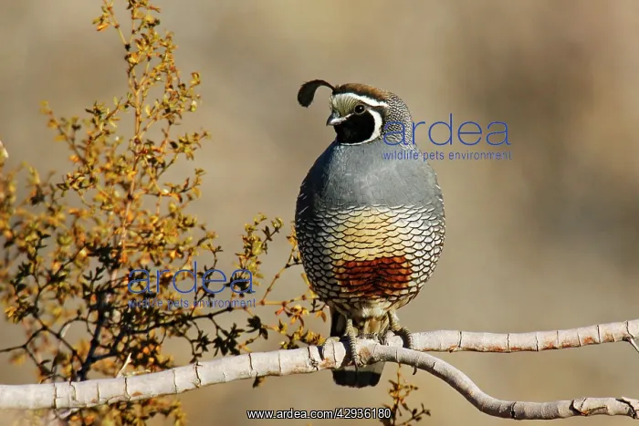 : California Quail : California Quail