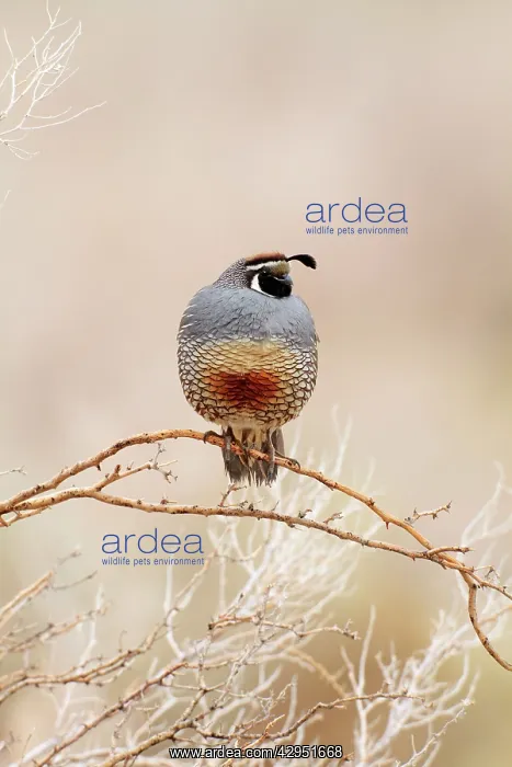 : California Quail : California Quail