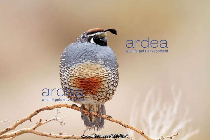  : California Quail