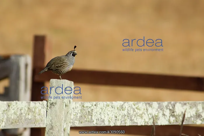 : California quail : California quail