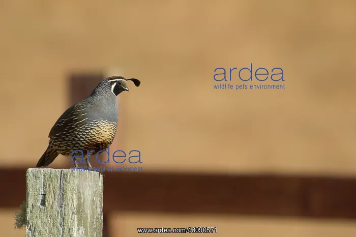: California quail : California quail