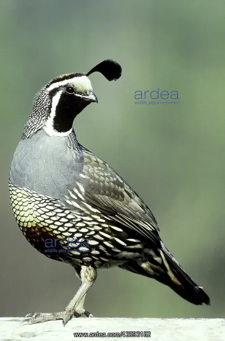 : California Quail : California Quail