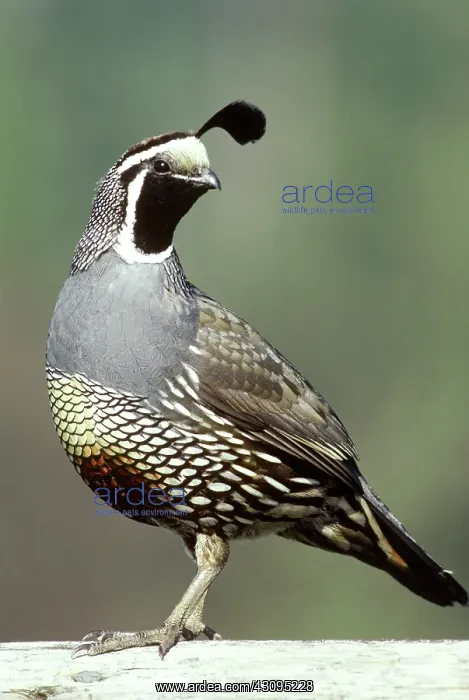 : California Quail : California Quail