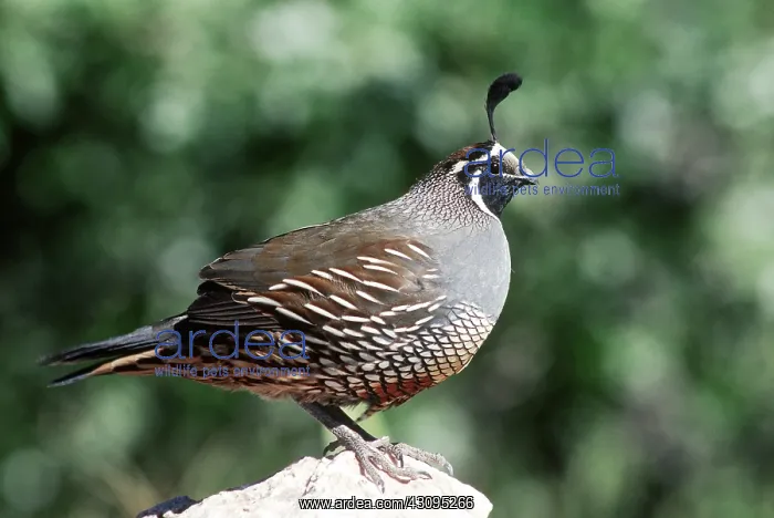 : California Quail : California Quail