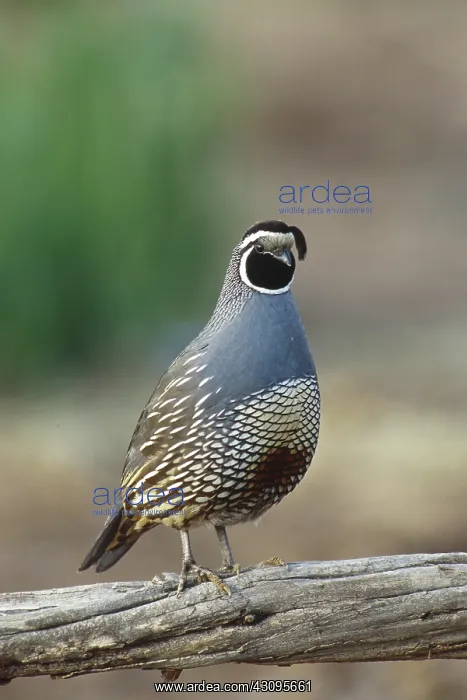 : California Quail : California Quail