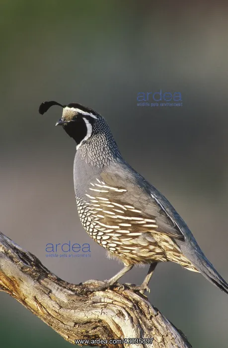 : California Quail : California Quail