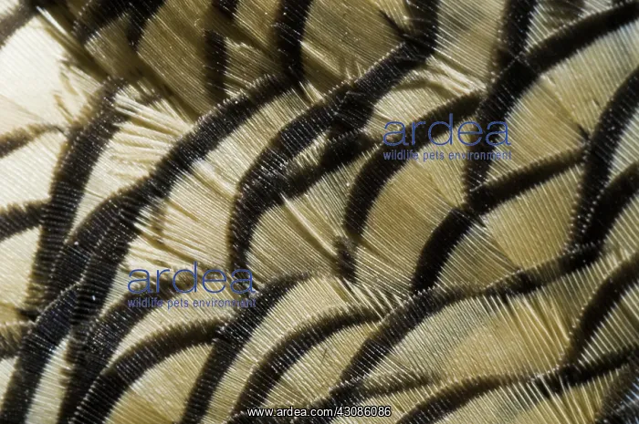 : California Quail Breast Feathers : California Quail Breast Feathers