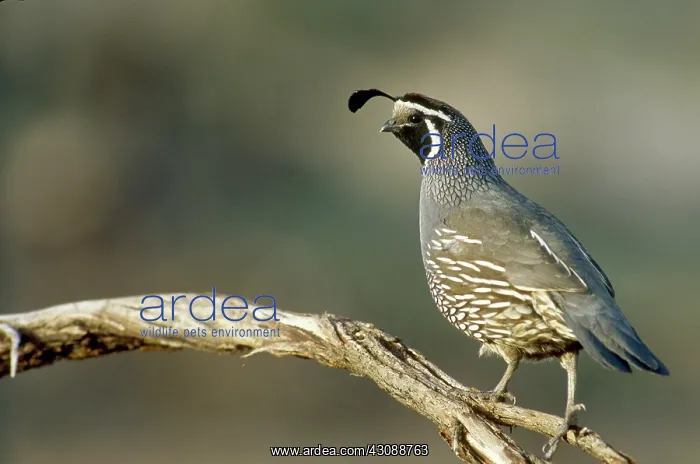 : California Quail (Callipepla californica) : California Quail (Callipepla californica)