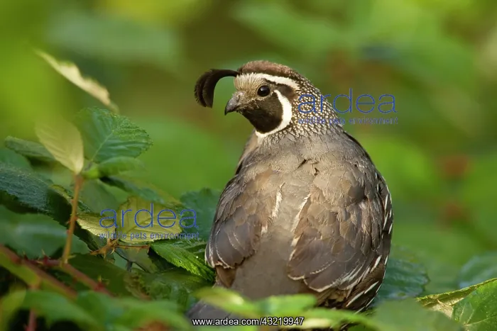 : California Quail (Callipepla californica) : California Quail (Callipepla californica)
