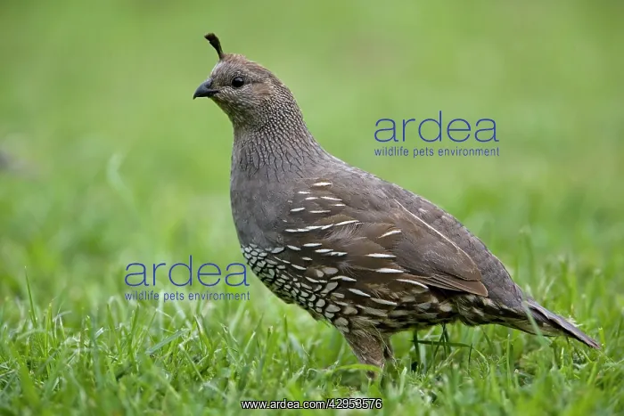 : California Quail - female : California Quail - female