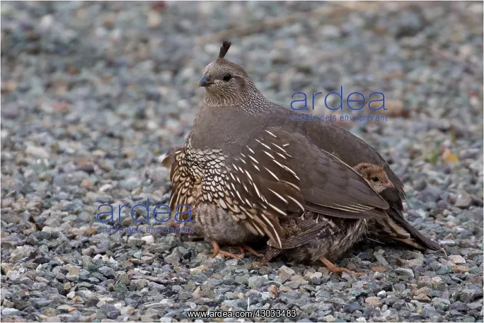: California Quail - A female sheltering her chicks : California Quail - A female sheltering her chicks
