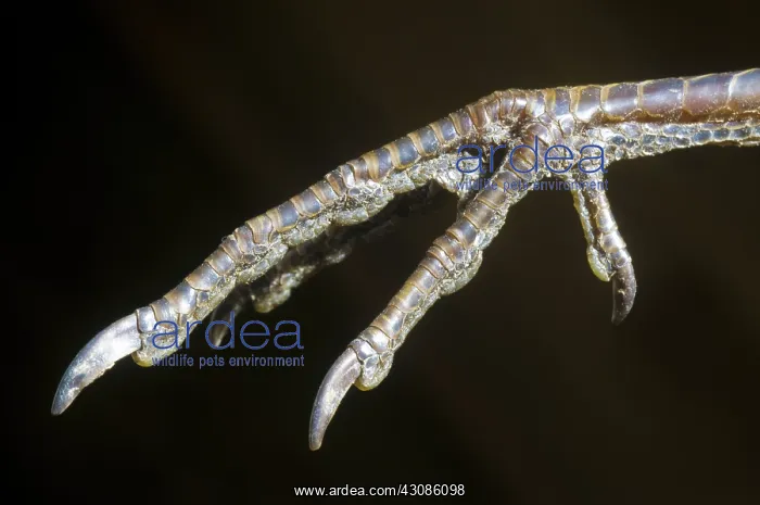 : California Quail Foot : California Quail Foot