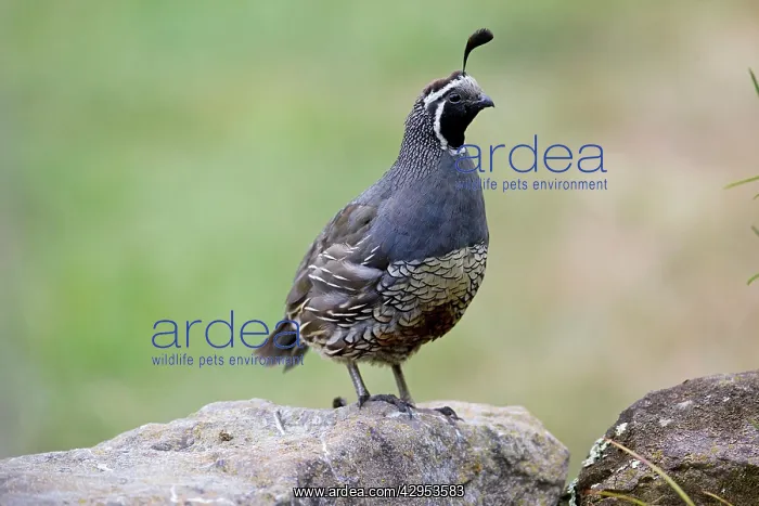 : California Quail - male : California Quail - male