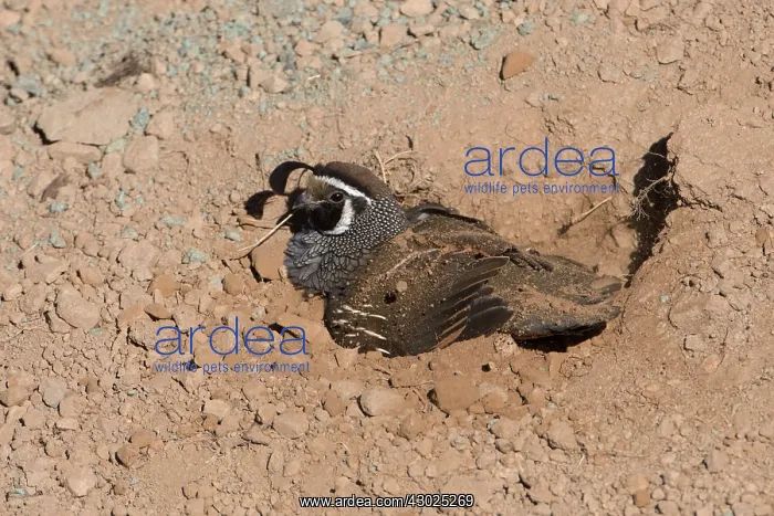 : California Quail male dust bathing in loose dirt : California Quail male dust bathing in loose dirt