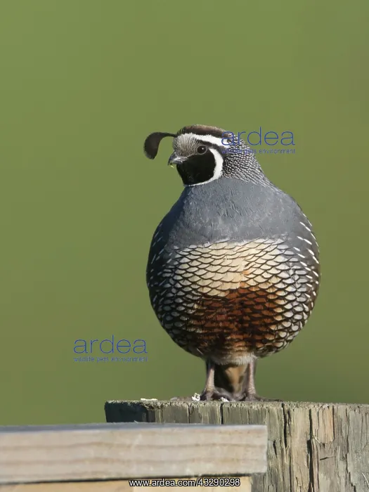 : California Quail - male on fence post : California Quail - male on fence post