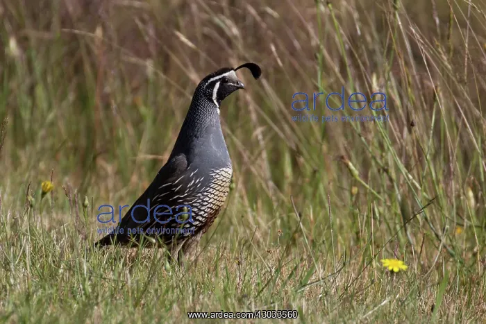 : California Quail - A male in a grassy area - along : California Quail - A male in a grassy area - along
