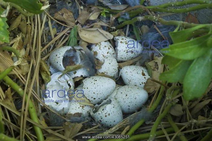 : California quail nest post hatching : California quail nest post hatching