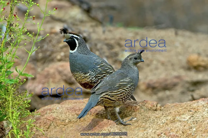 : California Quail pair on rock : California Quail pair on rock