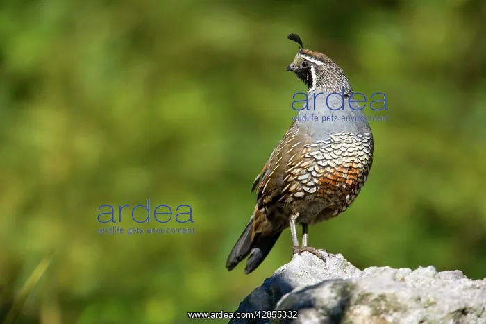 : California Quail - standing on a rock looking out : California Quail - standing on a rock looking out