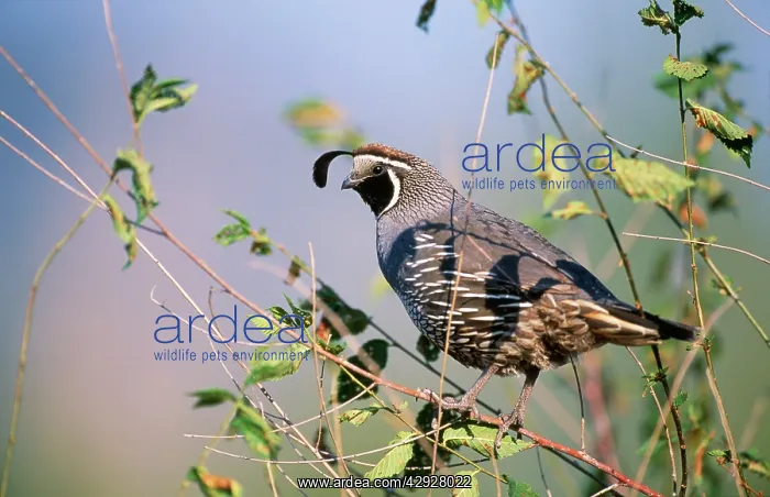 : California Quail - in tree : California Quail - in tree