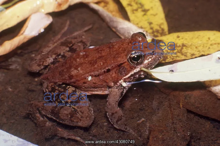 : California Red-legged Frog : California Red-legged Frog