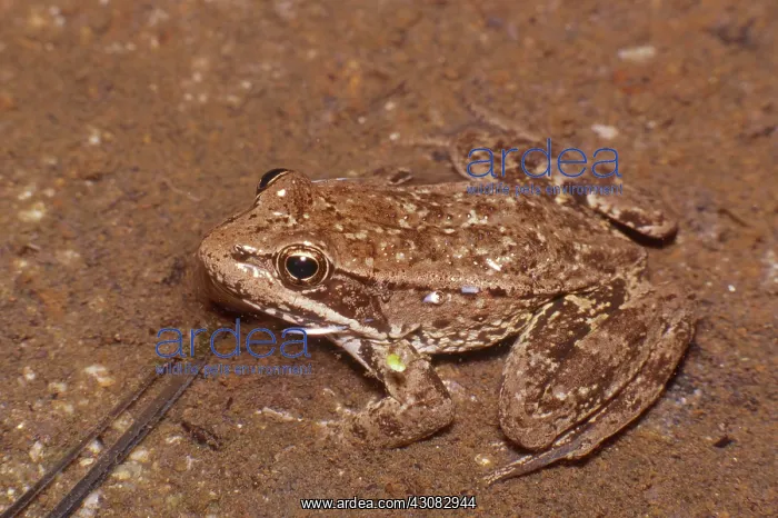 : California Red-legged Frog : California Red-legged Frog