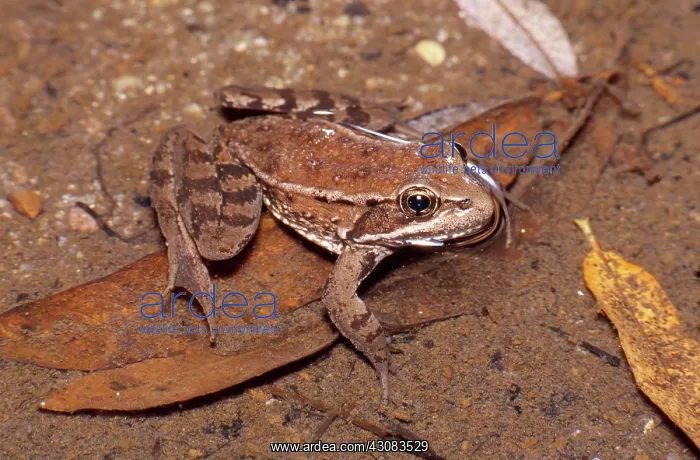 : California Red-Legged Frog : California Red-Legged Frog