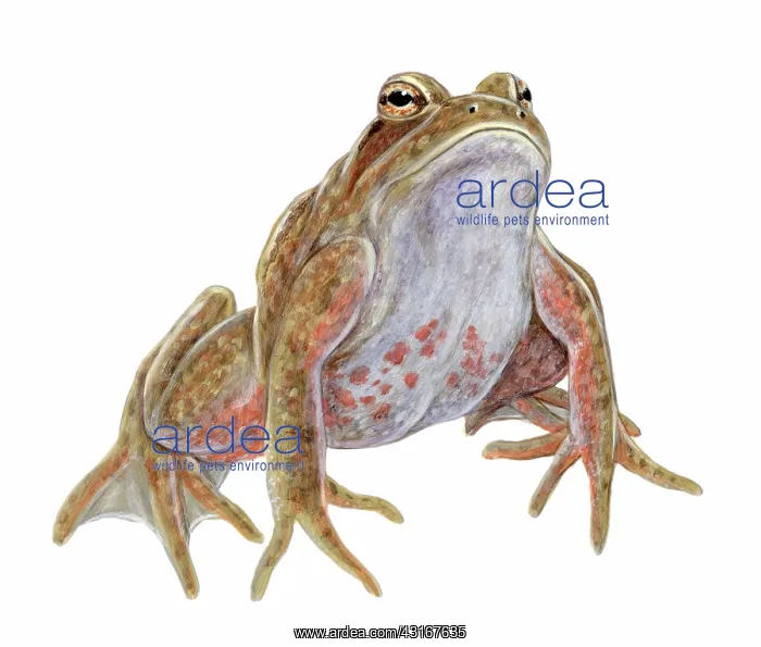 : California Red-legged Frog : California Red-legged Frog
