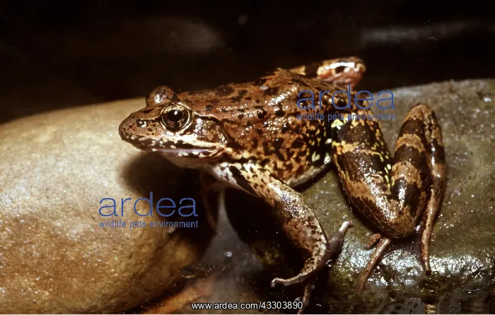 : California Red-legged Frog : California Red-legged Frog