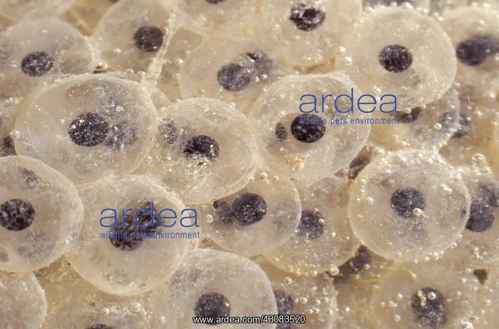 : California Red-Legged Frog Eggs : California Red-Legged Frog Eggs