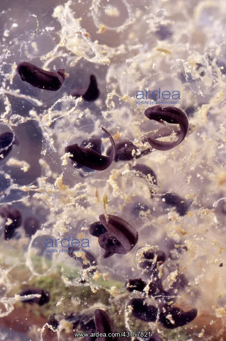 : California Red-Legged Frog Eggs : California Red-Legged Frog Eggs