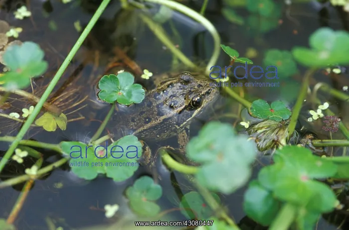 : California Red-legged Frog (Rana draytonii) : California Red-legged Frog (Rana draytonii)