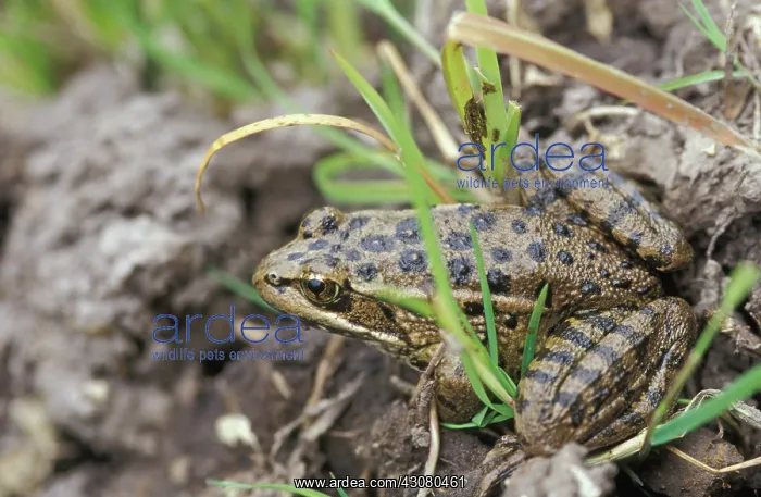 : California Red-legged Frog (Rana draytonii) : California Red-legged Frog (Rana draytonii)