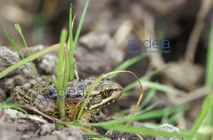 : California Red-legged Frog (Rana draytonii) : California Red-legged Frog (Rana draytonii)