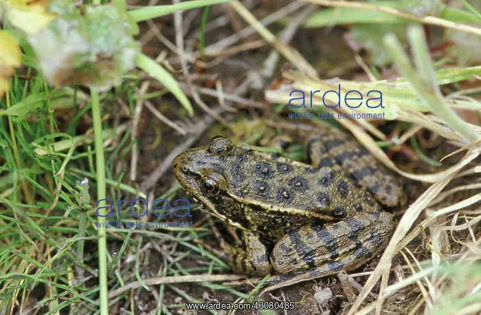 : California Red-legged Frog (Rana draytonii) : California Red-legged Frog (Rana draytonii)