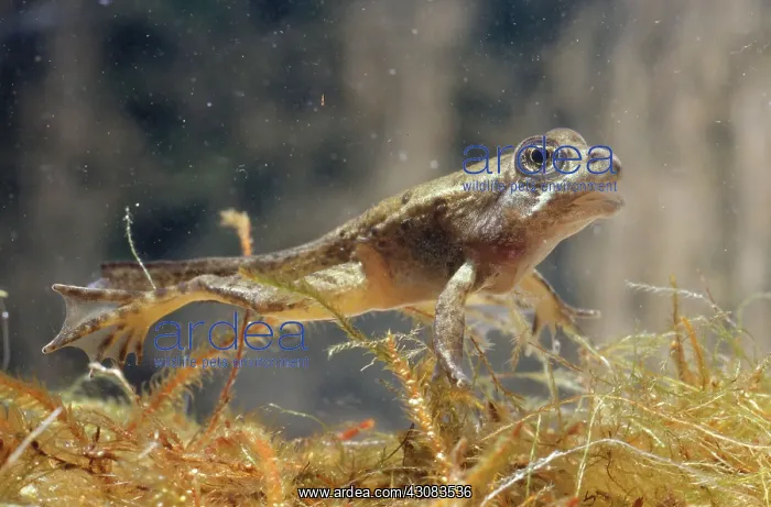 : California Red-Legged Frog Tadpole : California Red-Legged Frog Tadpole