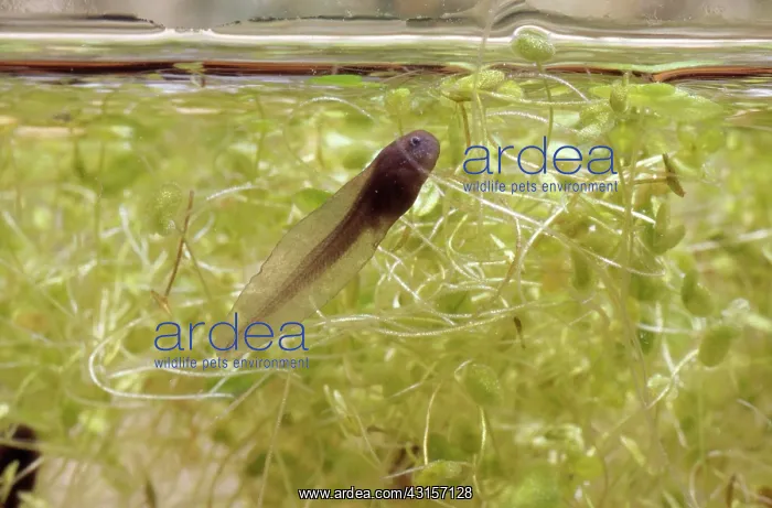 : California Red-Legged Frog Tadpole : California Red-Legged Frog Tadpole