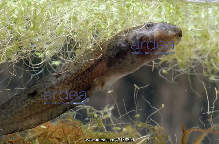 : California Red-Legged Frog Tadpole : California Red-Legged Frog Tadpole