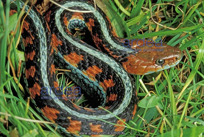 : California Red-sided Garter Snake : California Red-sided Garter Snake