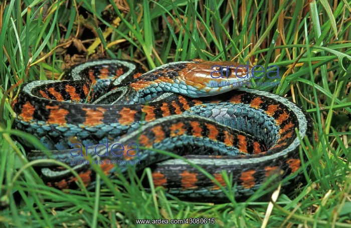 : California Red-sided Garter Snake : California Red-sided Garter Snake