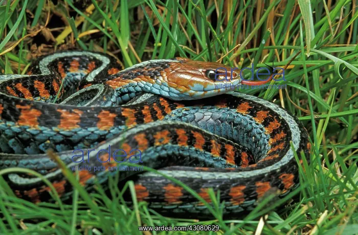 : California Red-sided Garter Snake : California Red-sided Garter Snake