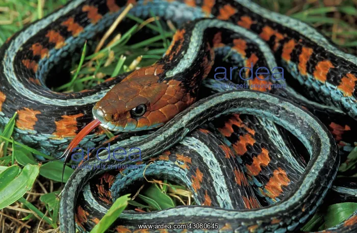 : California Red-sided Garter Snake : California Red-sided Garter Snake