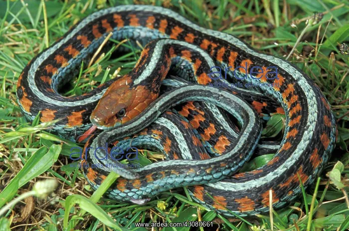 : California Red-sided Garter Snake : California Red-sided Garter Snake