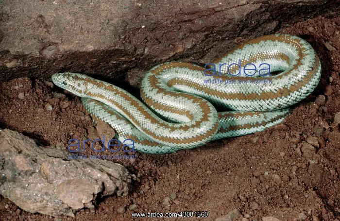 : California Rosy Boa : California Rosy Boa