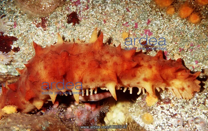  : CALIFORNIA SEA CUCUMBER