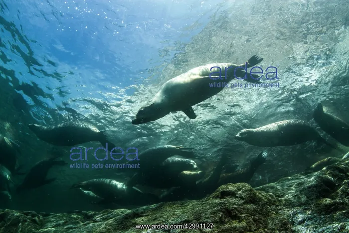  : California Sea lion