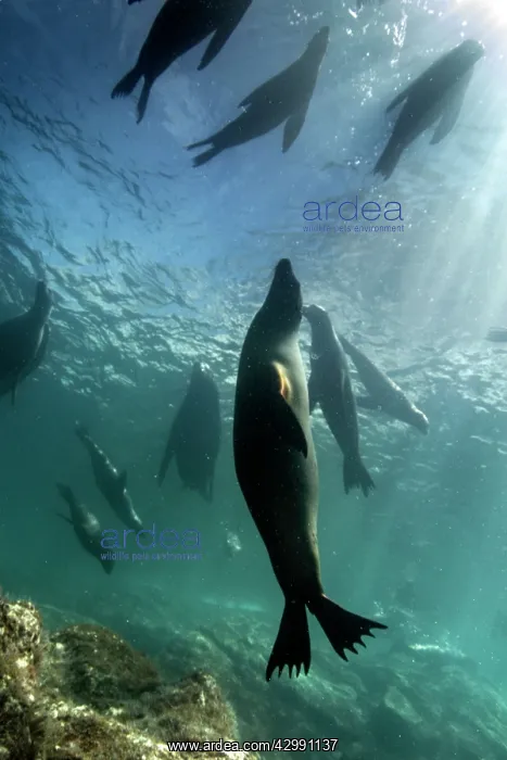 : California Sea lion : California Sea lion
