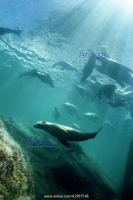 : California Sea lion : California Sea lion