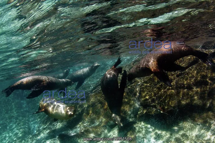 : California Sea lion : California Sea lion