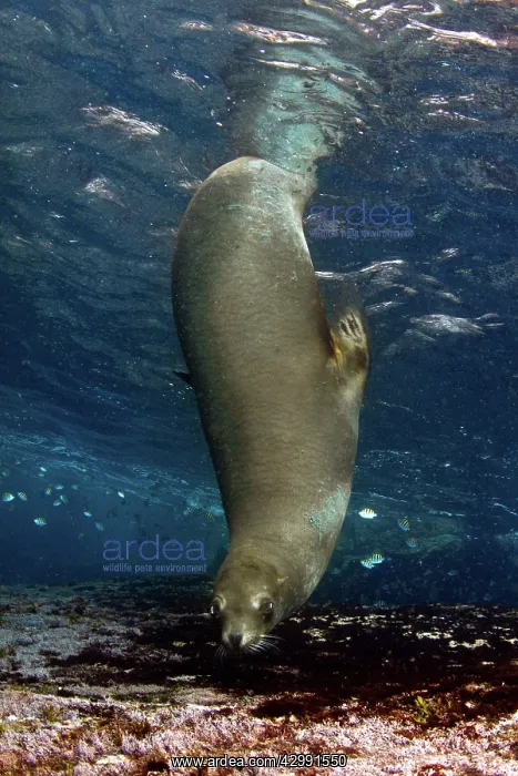 : California Sea lion : California Sea lion